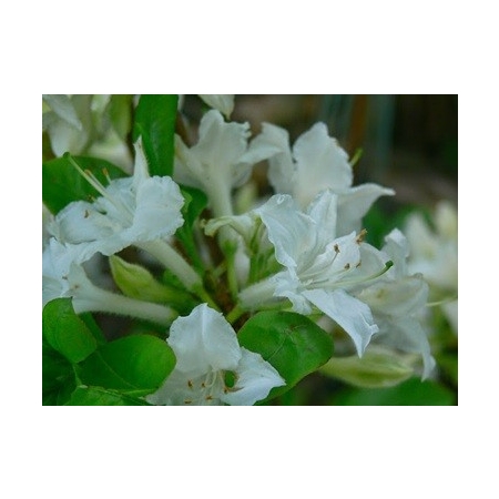 Azalia wielkokwiatowa Whitethroat